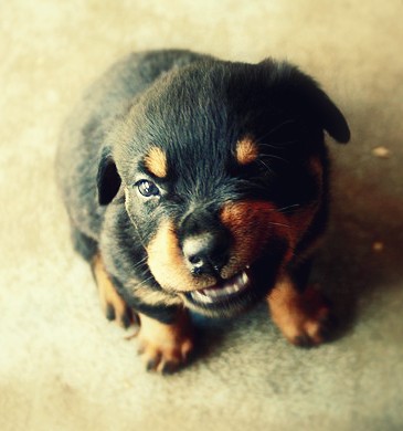 Grrrr! Grrrr!